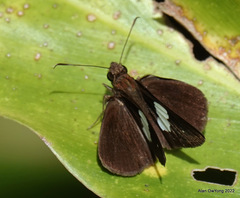 Notocrypta paralysos