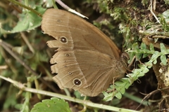 Mycalesis francisca