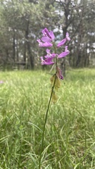 Polygala major
