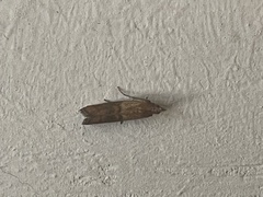 Plodia interpunctella