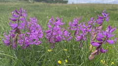 Polygala major