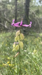 Polygala major