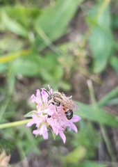 Andrena hattorfiana