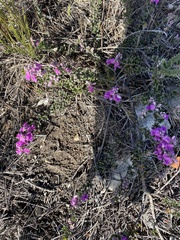Indigofera sp11