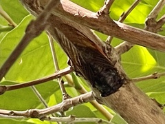 Cryptotympana mandarina