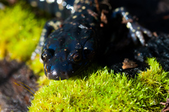 Aneides flavipunctatus