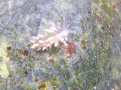 Eubranchus olivaceus