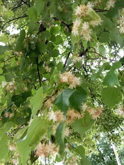 Tilia cordata