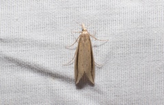 Donacaula melinellus