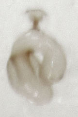Ptinella taylorae