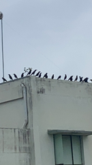 Corvus splendens splendens