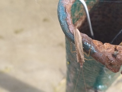 Nemotaulius punctatolineatus