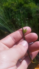 Schoenoplectus torreyi