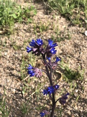 Anchusa