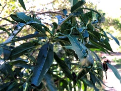 Ehretia saligna membranifolia