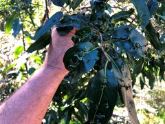 Ehretia saligna membranifolia