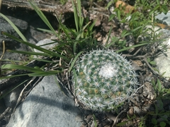 Mammillaria parkinsonii