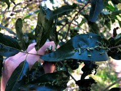 Ehretia saligna membranifolia