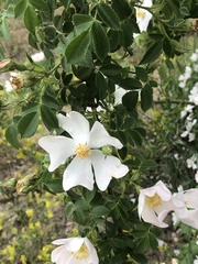 Rosa canina