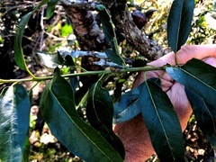 Ehretia saligna membranifolia