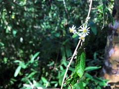 Olearia canescens
