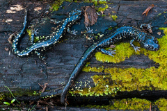 Aneides flavipunctatus