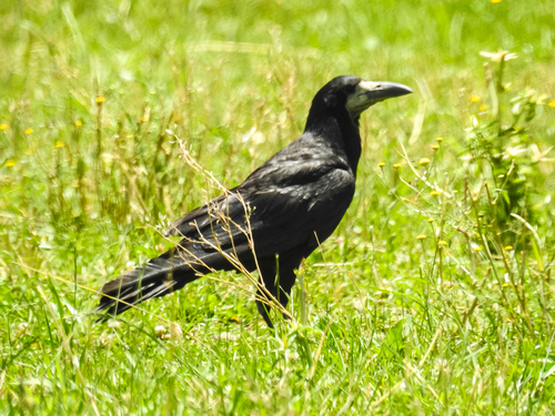 Rook