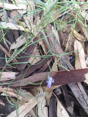 Wahlenbergia fluminalis