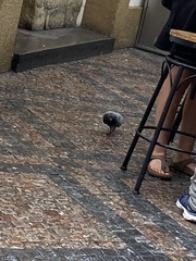 Columba livia domestica