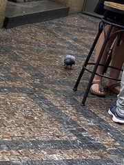 Columba livia domestica