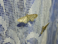 Eupithecia pernotata