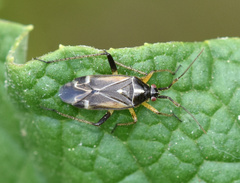 Harpocera thoracica