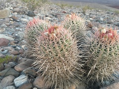 Homalocephala polycephala