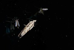 Strepsicrates ejectana