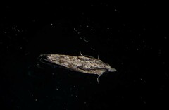 Strepsicrates ejectana