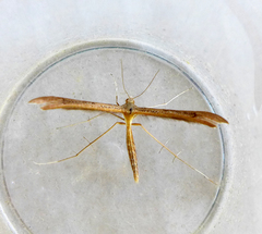 Stenoptilia pterodactyla