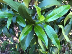 Corynocarpus rupestris arborescens