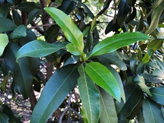 Corynocarpus rupestris arborescens
