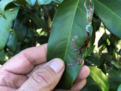 Corynocarpus rupestris arborescens