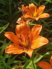 Lilium bulbiferum