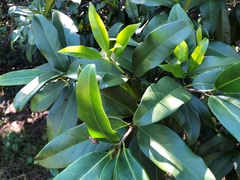 Corynocarpus rupestris arborescens