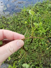 Marsilea minuta