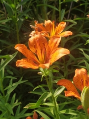 Lilium bulbiferum