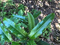 Corynocarpus rupestris arborescens