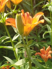Lilium bulbiferum