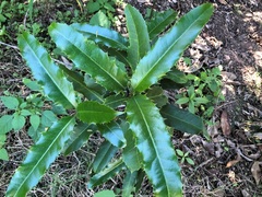 Corynocarpus rupestris arborescens