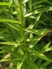 Lilium bulbiferum