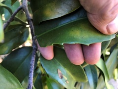 Corynocarpus rupestris arborescens