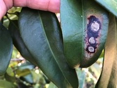 Corynocarpus rupestris arborescens