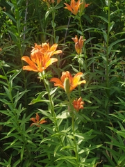 Lilium bulbiferum